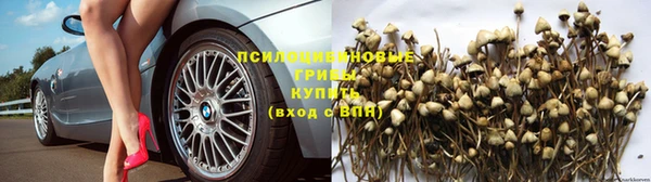 PSILOCYBIN Армянск